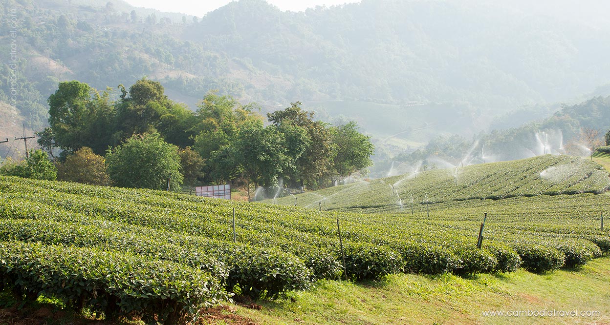 Thailand-Chiang-Rai-2