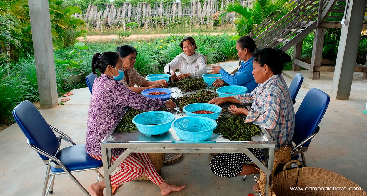 Cambodia-Kampot-Pepper-plantation-1