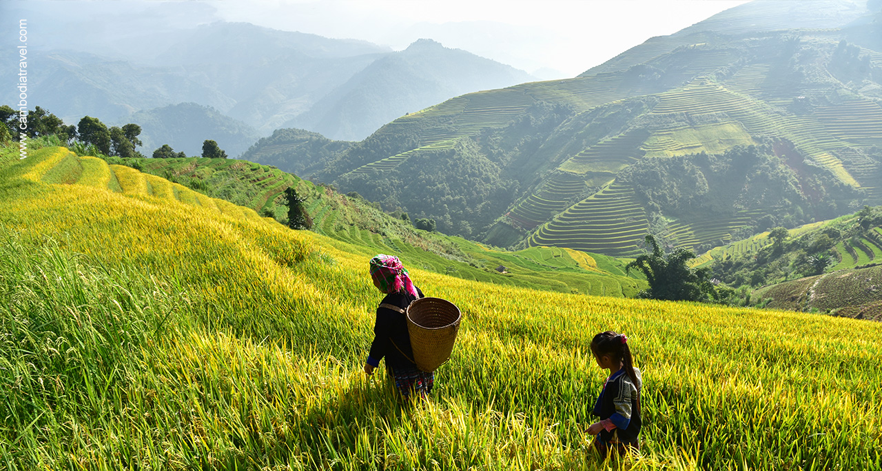 Rice terraces in vietnam