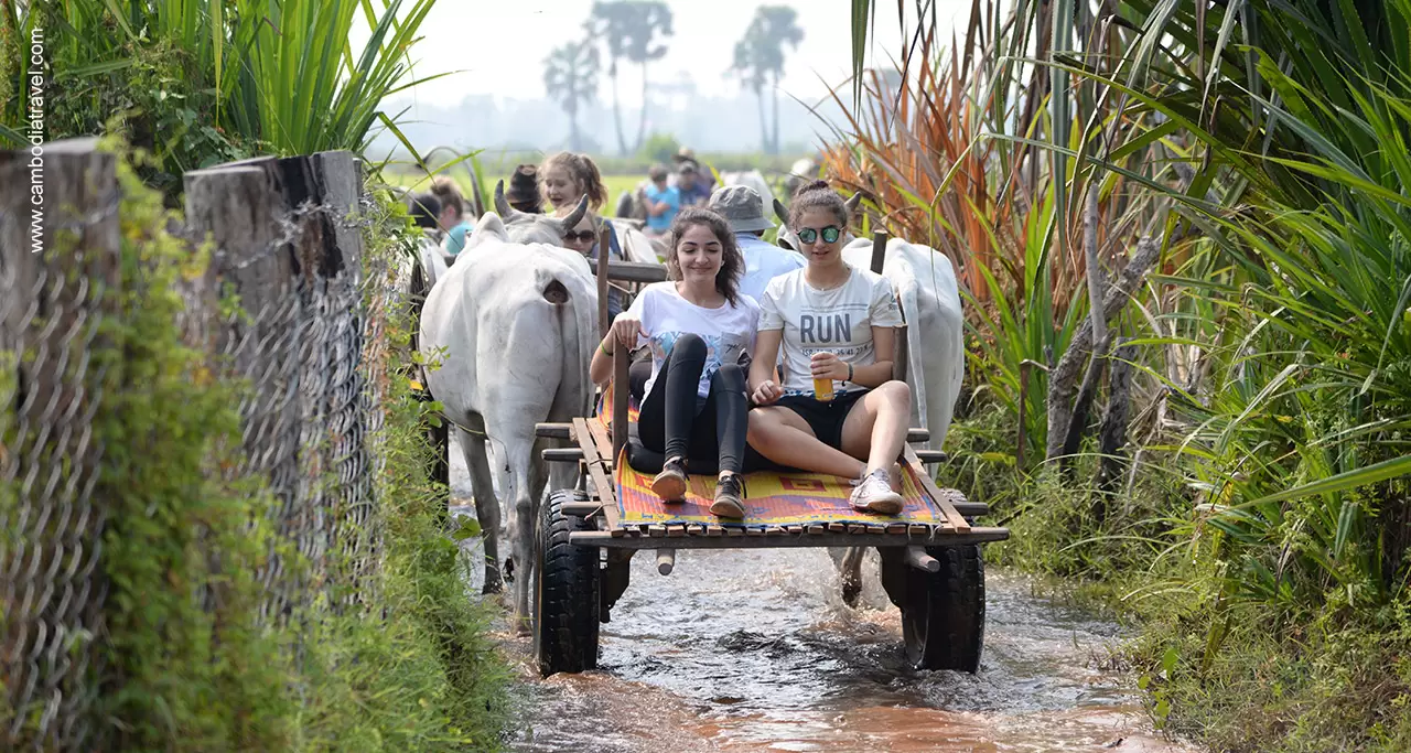 Tourists take ox cart ride in Bong Thom Village.