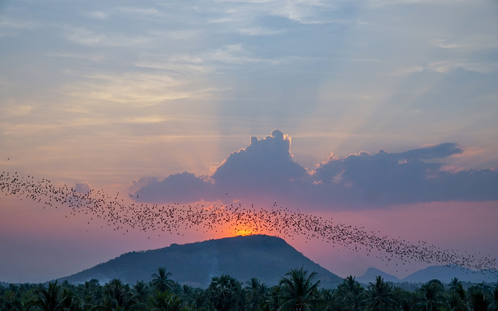 swarms of bats in Phnom Sampov