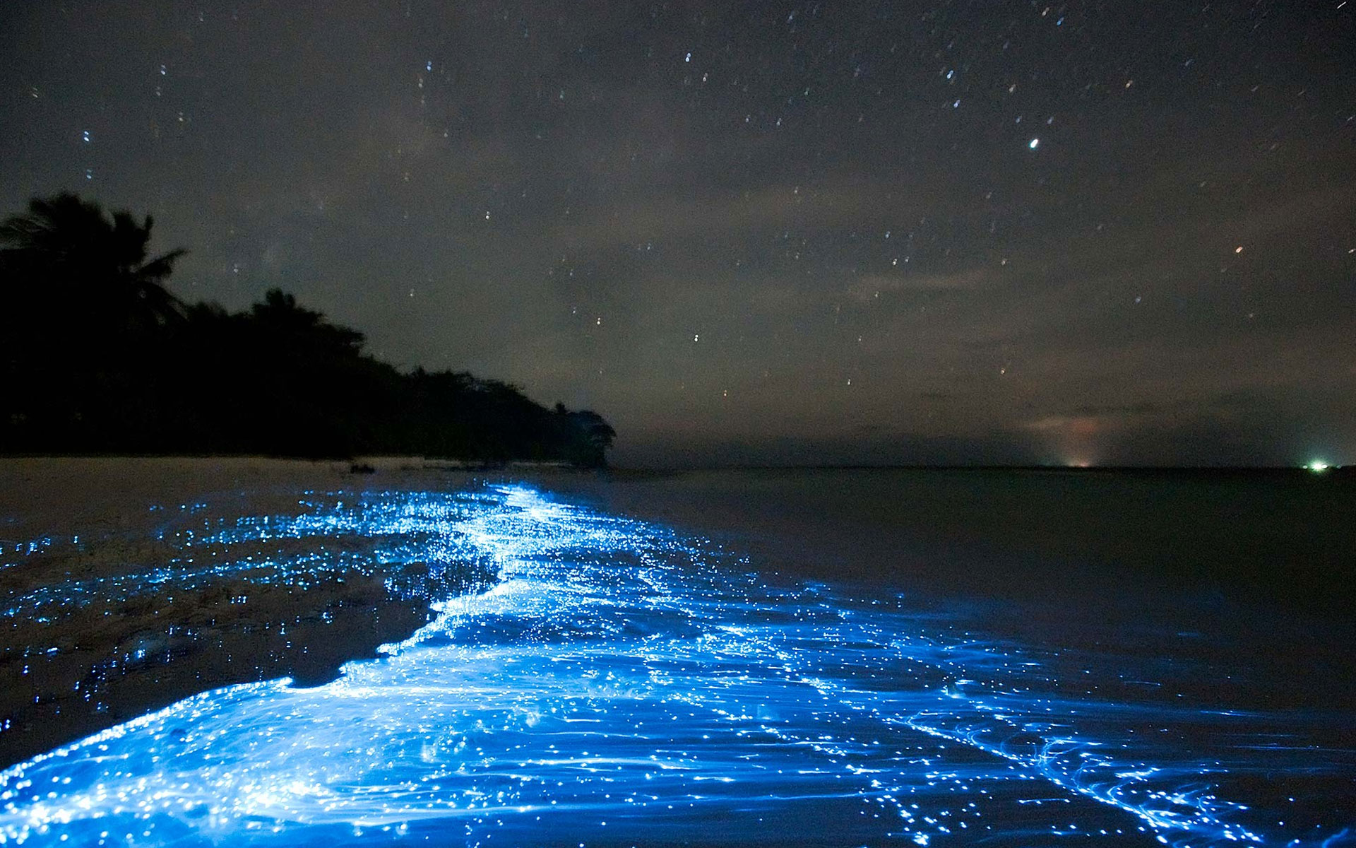 bioluminescent plankton koh rong