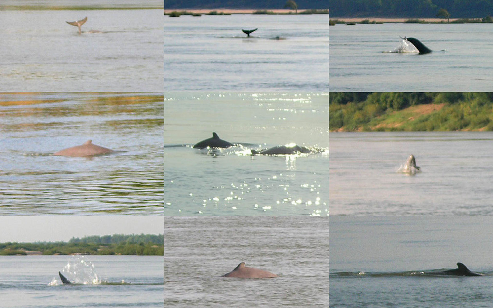 Dolphin Habitat Site - one of top attractions in Kratie