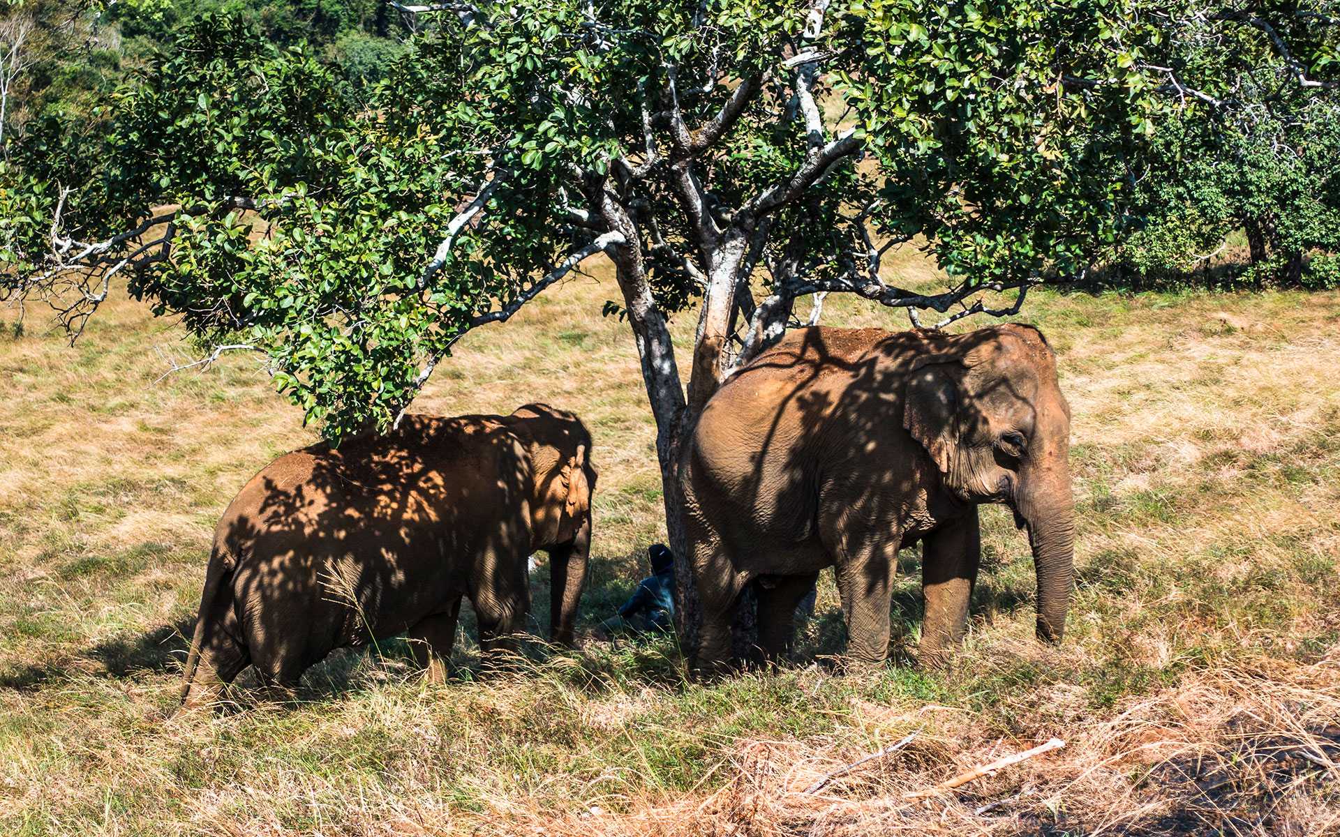 Mondulkiri Elephant Sanctuary
