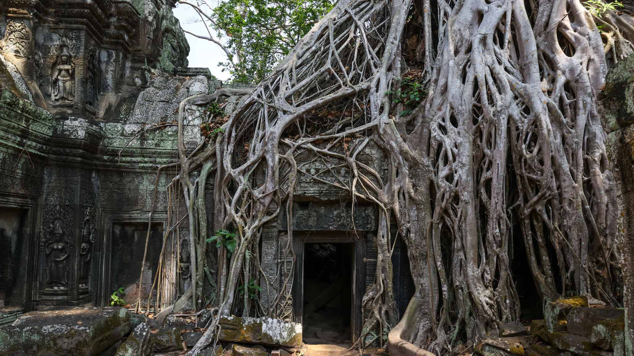 Ancient tree roots intertwining with the ruins of Ta Prohm temple in Siem Reap.